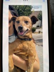 Lost Male Dog last seen San Fernando Rd and S. Central Ave , Glendale, CA 91204