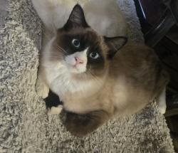Lost Male Cat last seen Ritva Pl. Alsacia St. Woodman, Alta View Dr, Southbay Townhomes, San Diego, CA 92139