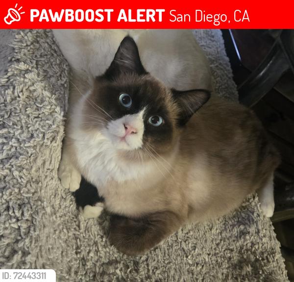 Lost Male Cat last seen Ritva Pl. Alsacia St. Woodman, Alta View Dr, Southbay Townhomes, San Diego, CA 92139
