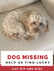 Lost Male Dog last seen Near phillips hill road, New City, NY 10956