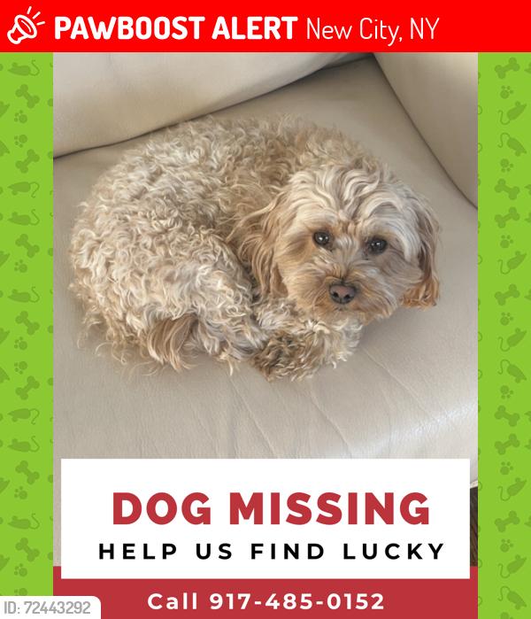 Lost Male Dog last seen Near phillips hill road, New City, NY 10956