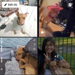 Reunited Female Dog last seen Nightgale Middle school in Lincoln Heights, Los Angeles, CA 90065