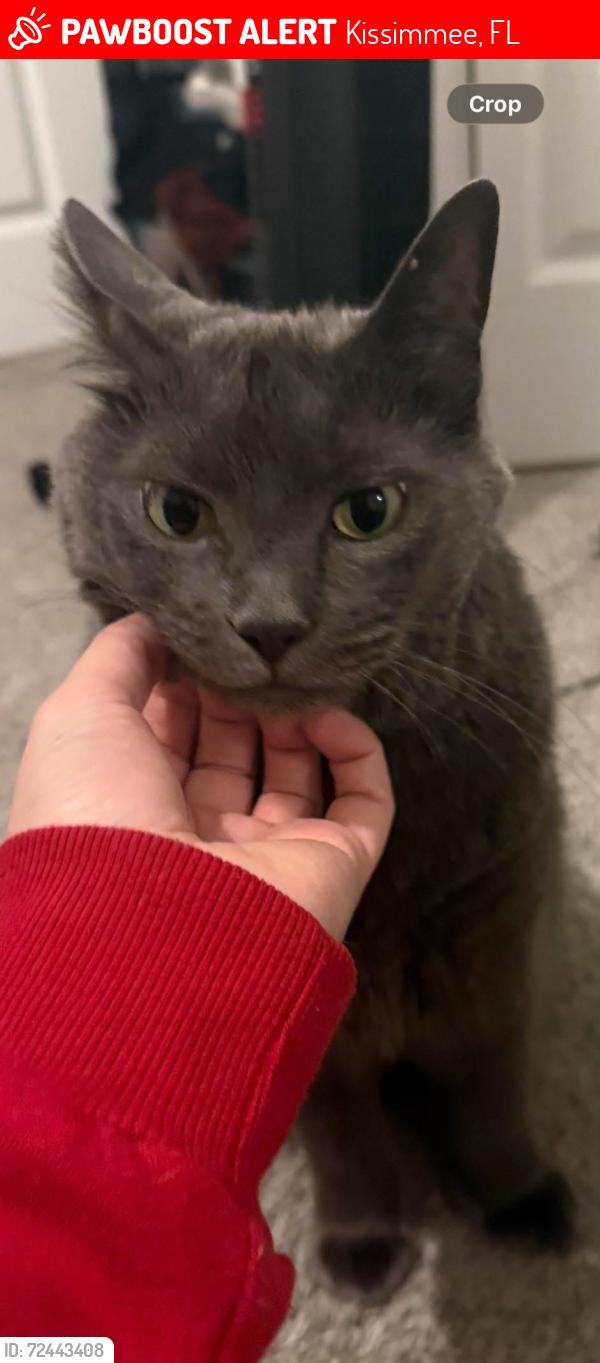 Lost Male Cat last seen Storey Lake, Kissimmee, FL 34746