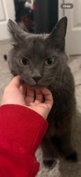 Lost Male Cat last seen Storey Lake, Kissimmee, FL 34746