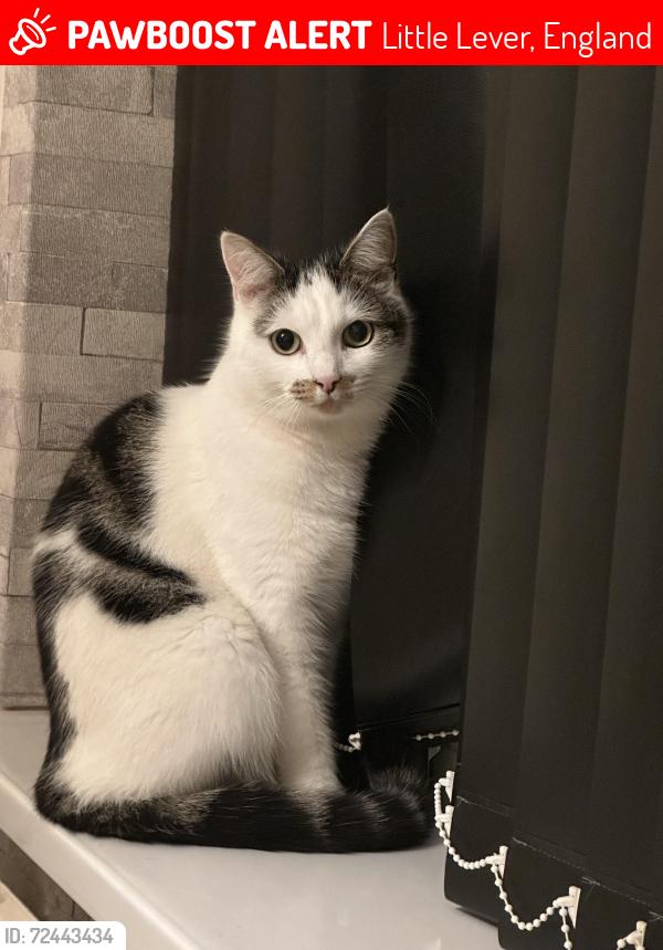 Lost Male Cat last seen Hayward Avenue, Little Lever, England 