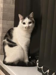 Lost Male Cat last seen Hayward Avenue, Little Lever, England 