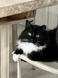 Reunited Male Cat last seen Honeyle , Castle Hills, TX 78213