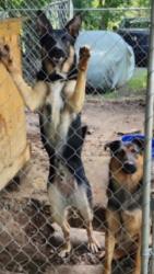 Lost Male Dog last seen Lindys Furniture, Connelly Springs, NC, Connelly Springs, NC 28612