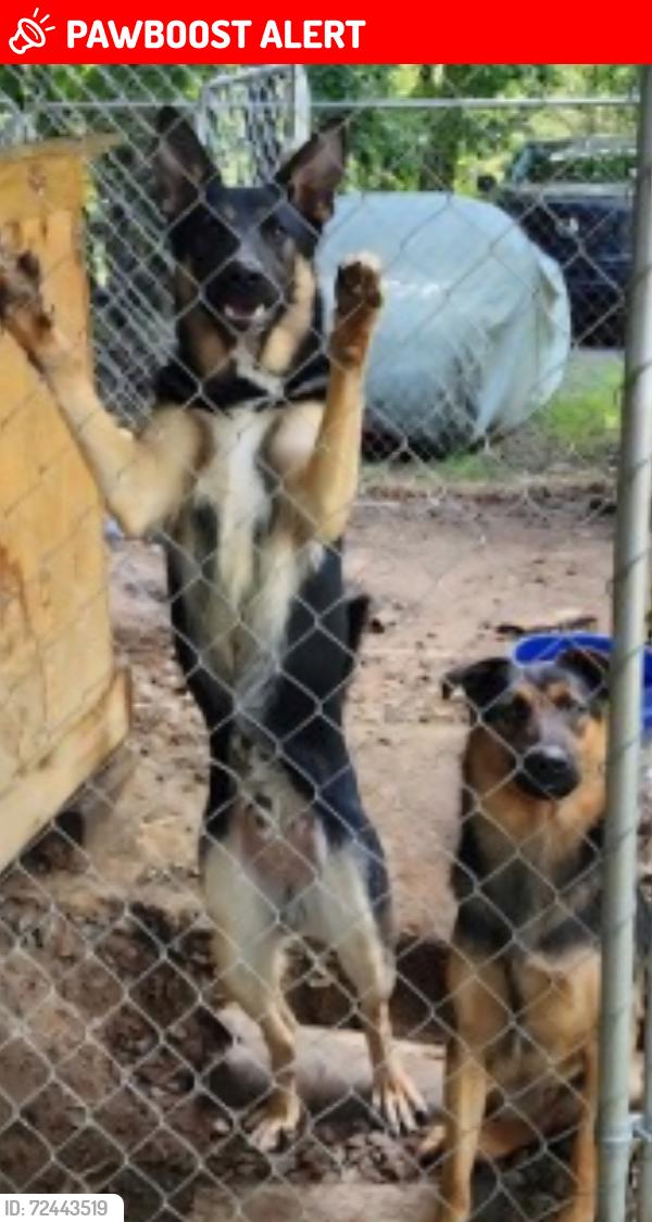 Lost Male Dog last seen Lindys Furniture, Connelly Springs, NC, Connelly Springs, NC 28612