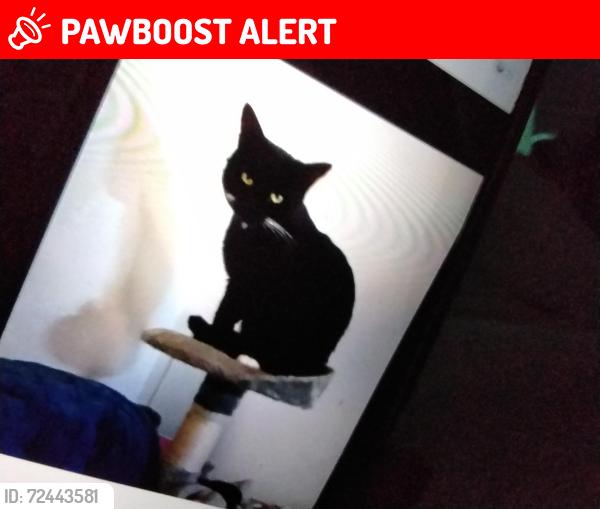 Lost Male Cat last seen Fresher road, Perivale, England UB6 7AD