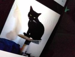 Lost Male Cat last seen Fresher road, Perivale, England UB6 7AD