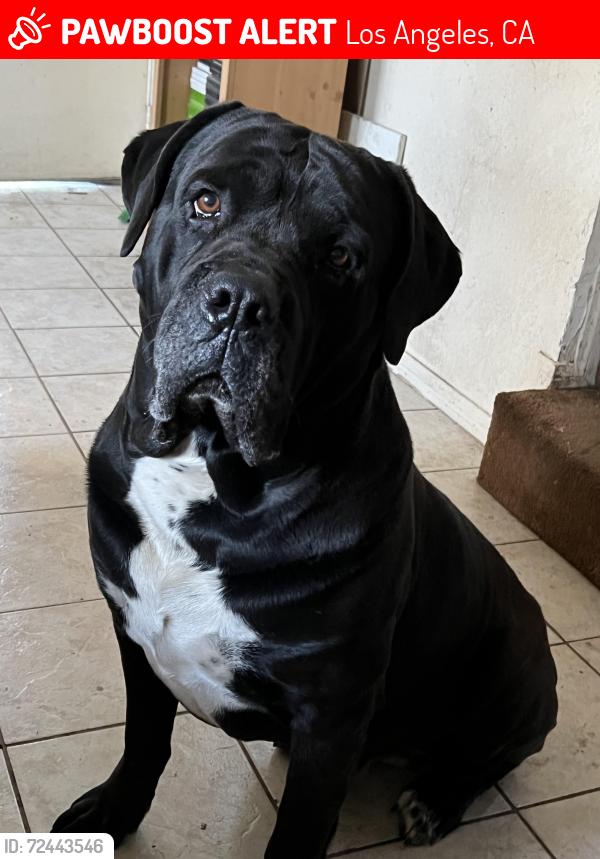 Lost Male Dog last seen Imperial , Los Angeles, CA 90059
