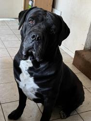 Lost Male Dog last seen Imperial , Los Angeles, CA 90059
