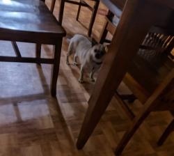 Lost Male Dog last seen John Dodd Rd , Wellford, SC 29385