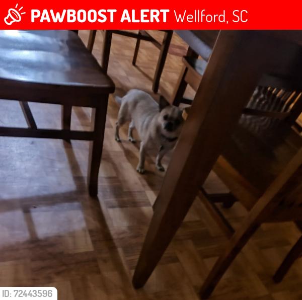 Lost Male Dog last seen John Dodd Rd , Wellford, SC 29385