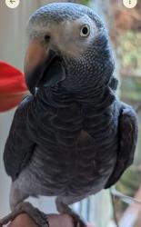 Lost Female Bird last seen SW 141st, Beaverton, OR 97078