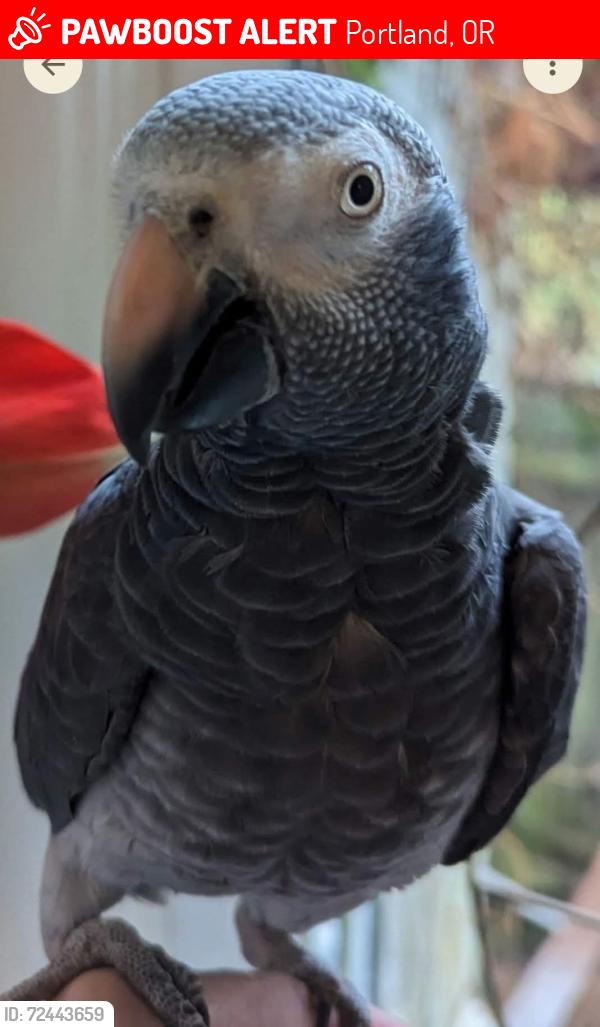 Lost Female Bird last seen SW 141st, Beaverton, OR 97078
