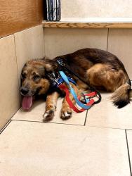 Lost Male Dog last seen Indian Hills Country Club, Marietta, GA 30062