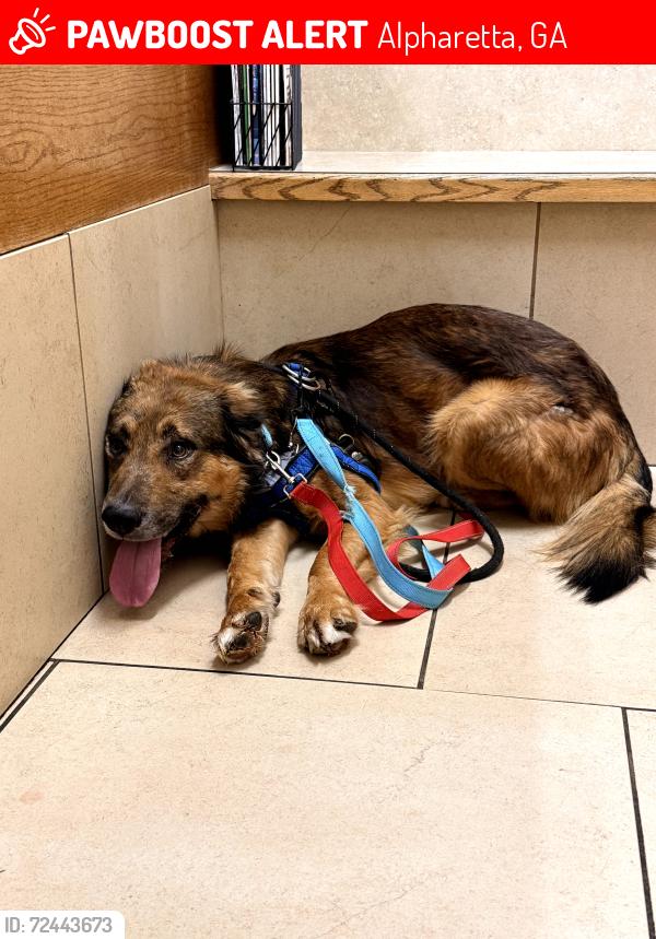 Lost Male Dog last seen Indian Hills Country Club, Marietta, GA 30062