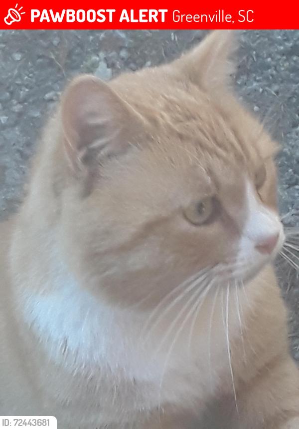 Lost Male Cat last seen Houston St. & Watts Ave, Greenville, SC 29601