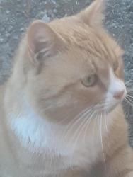 Lost Male Cat last seen Houston St. & Watts Ave, Greenville, SC 29601
