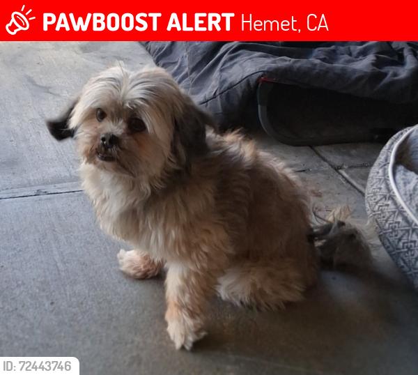 Lost Female Dog last seen Menlo, Hemet, CA 92543