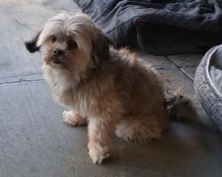 Lost Female Dog last seen Menlo, Hemet, CA 92543