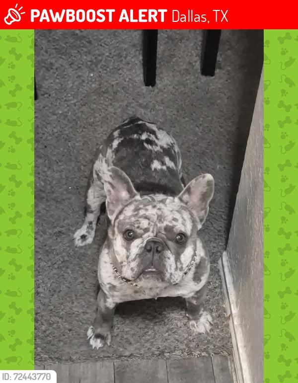 Lost Male Dog last seen Gannon ln, Dallas, TX 75237