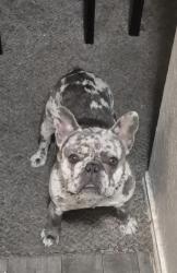 Lost Male Dog last seen Gannon ln, Dallas, TX 75237
