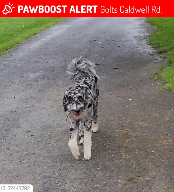 Lost Male Dog last seen Golts Caldwell and vandyke Rd, Golts Caldwell Rd,  21635