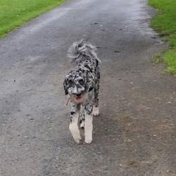 Lost Male Dog last seen Golts Caldwell and vandyke Rd, Golts Caldwell Rd,  21635