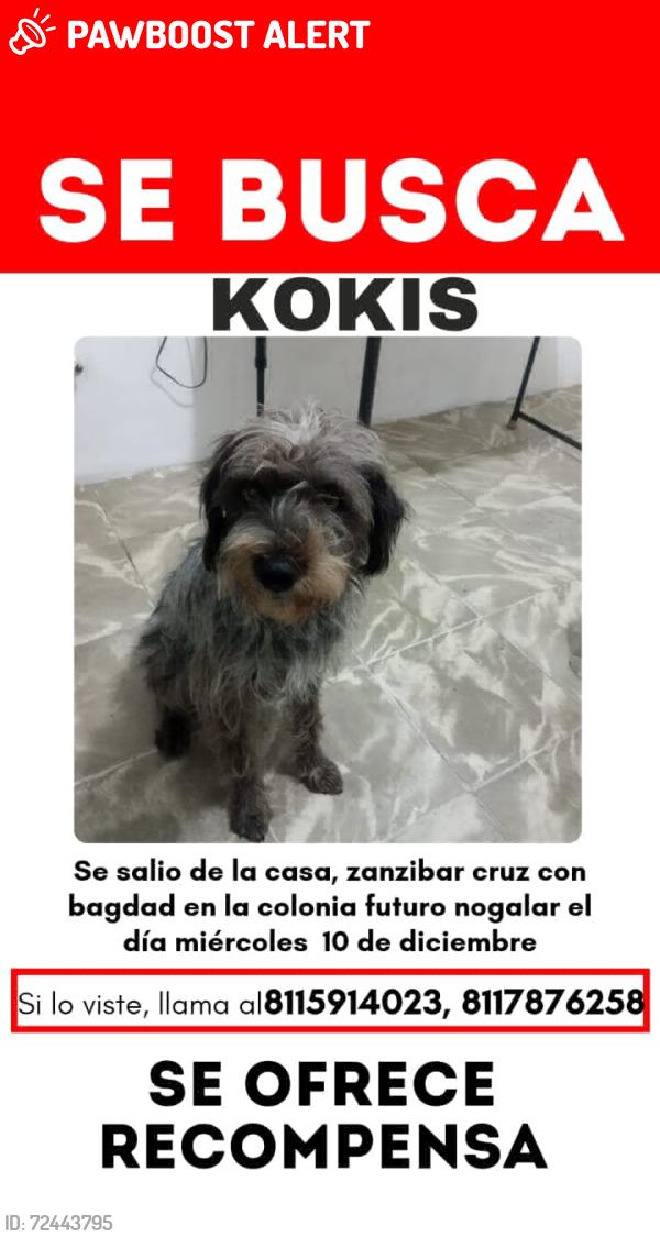 Lost Female Dog last seen Av Cristina Larralde , Av santo domingo, San Nicolás de los Garza, N.L. 66417