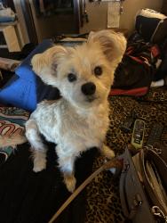 Lost Female Dog last seen Pleasant and Holcomb door springs, Dallas, TX 75217