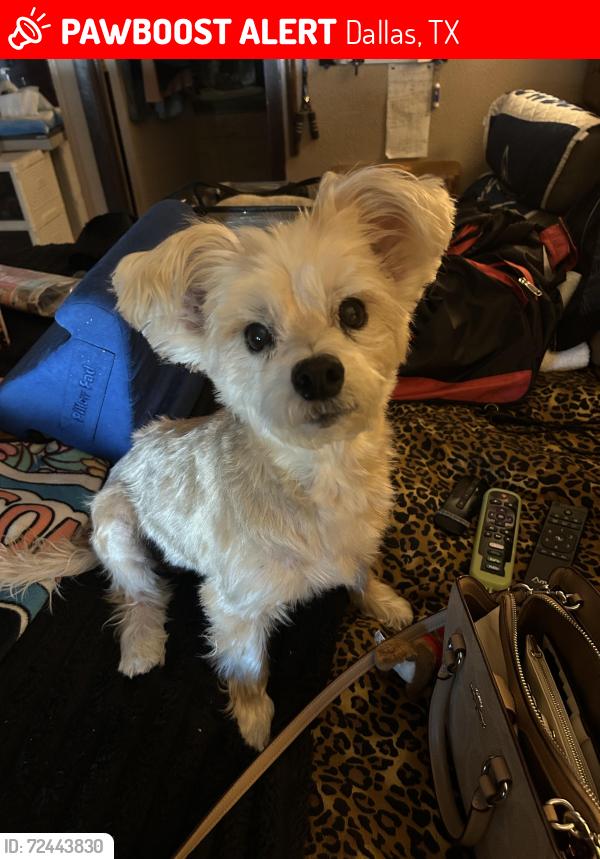 Lost Female Dog last seen Pleasant and Holcomb door springs, Dallas, TX 75217