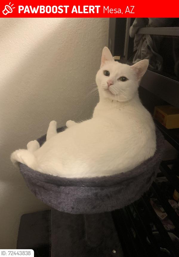 Lost Female Cat last seen E  university N Roanoke  , Mesa, AZ 85205