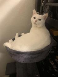 Lost Female Cat last seen E  university N Roanoke  , Mesa, AZ 85205