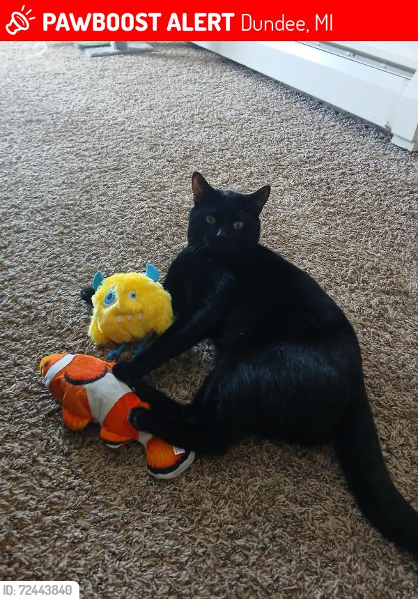 Lost Male Cat last seen Rawson St. Village Pointe apmts and the trailer park next to it, Dundee, MI 48131