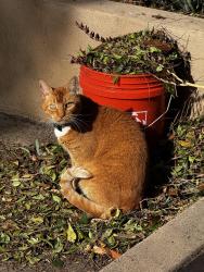 Lost Male Cat last seen H and Hilltop , Chula Vista, CA 91910