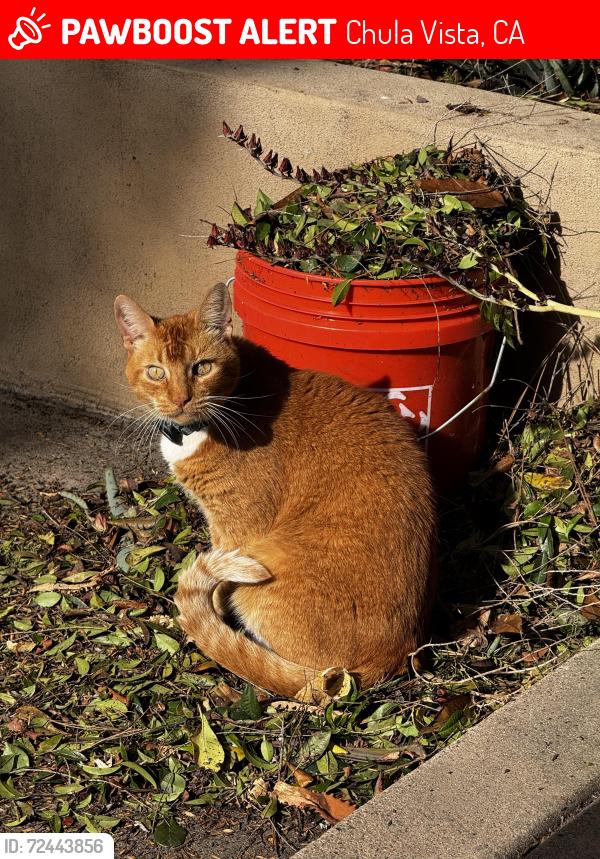 Lost Male Cat last seen H and Hilltop , Chula Vista, CA 91910