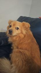 Lost Male Dog last seen Elm valle dr, San Antonio, TX 78242