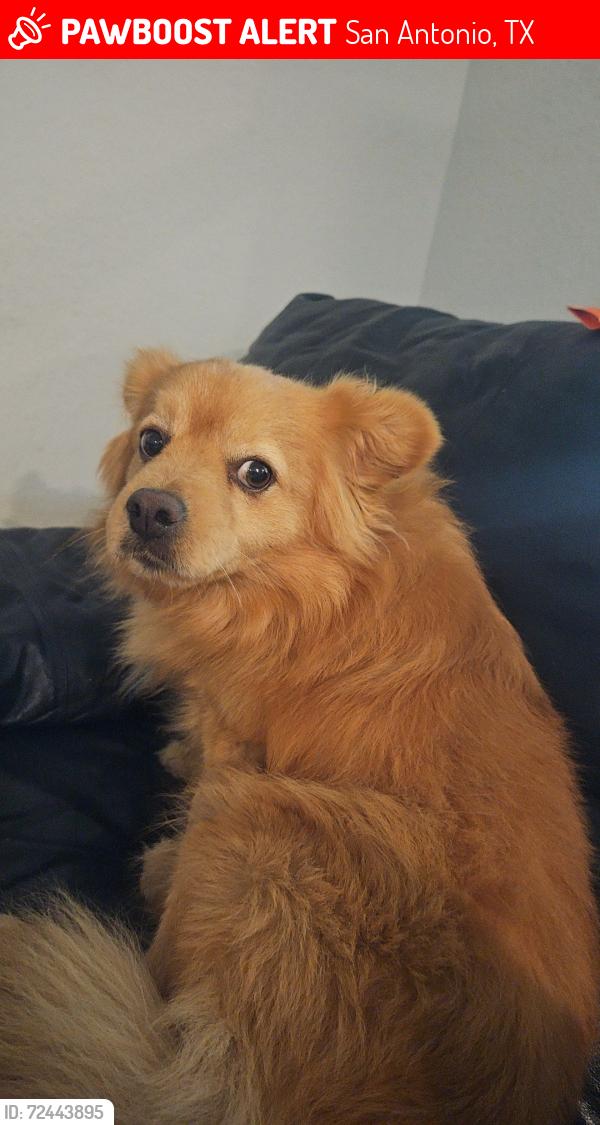 Lost Male Dog last seen Elm valle dr, San Antonio, TX 78242