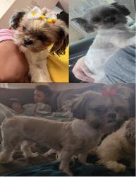 Lost Female Dog last seen Freehold and Oakden, Memphis, TN 38125