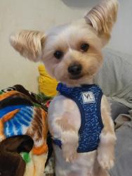 Lost Male Dog last seen Quil dr, Balch Springs, TX 75180