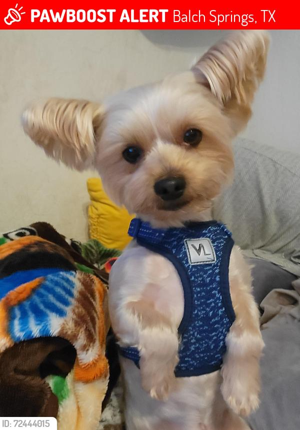 Lost Male Dog last seen Quil dr, Balch Springs, TX 75180