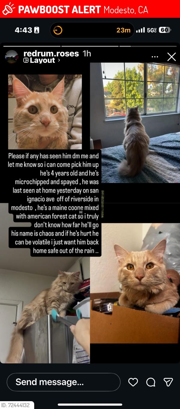 Lost Male Cat last seen Riverside and haddon, Modesto, CA 95354
