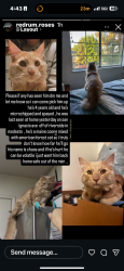 Lost Male Cat last seen Riverside and haddon, Modesto, CA 95354