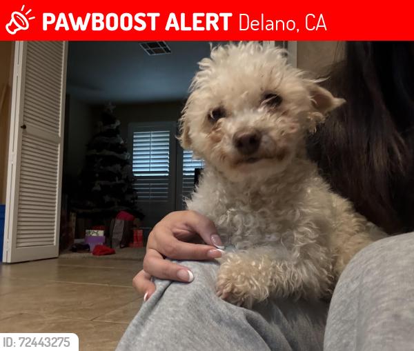 Lost Female Dog last seen County line rd, 23 ave near the holiday inn express, and the jack in the box , Delano, CA 93215