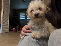 Lost Female Dog last seen County line rd, 23 ave near the holiday inn express, and the jack in the box , Delano, CA 93215
