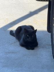 Lost Male Cat last seen Scaped from SPCA Florida, Lakeland, FL 33813