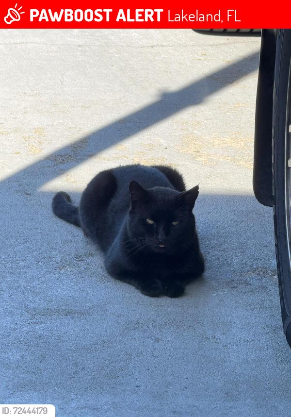 Lost Male Cat last seen Scaped from SPCA Florida, Lakeland, FL 33813